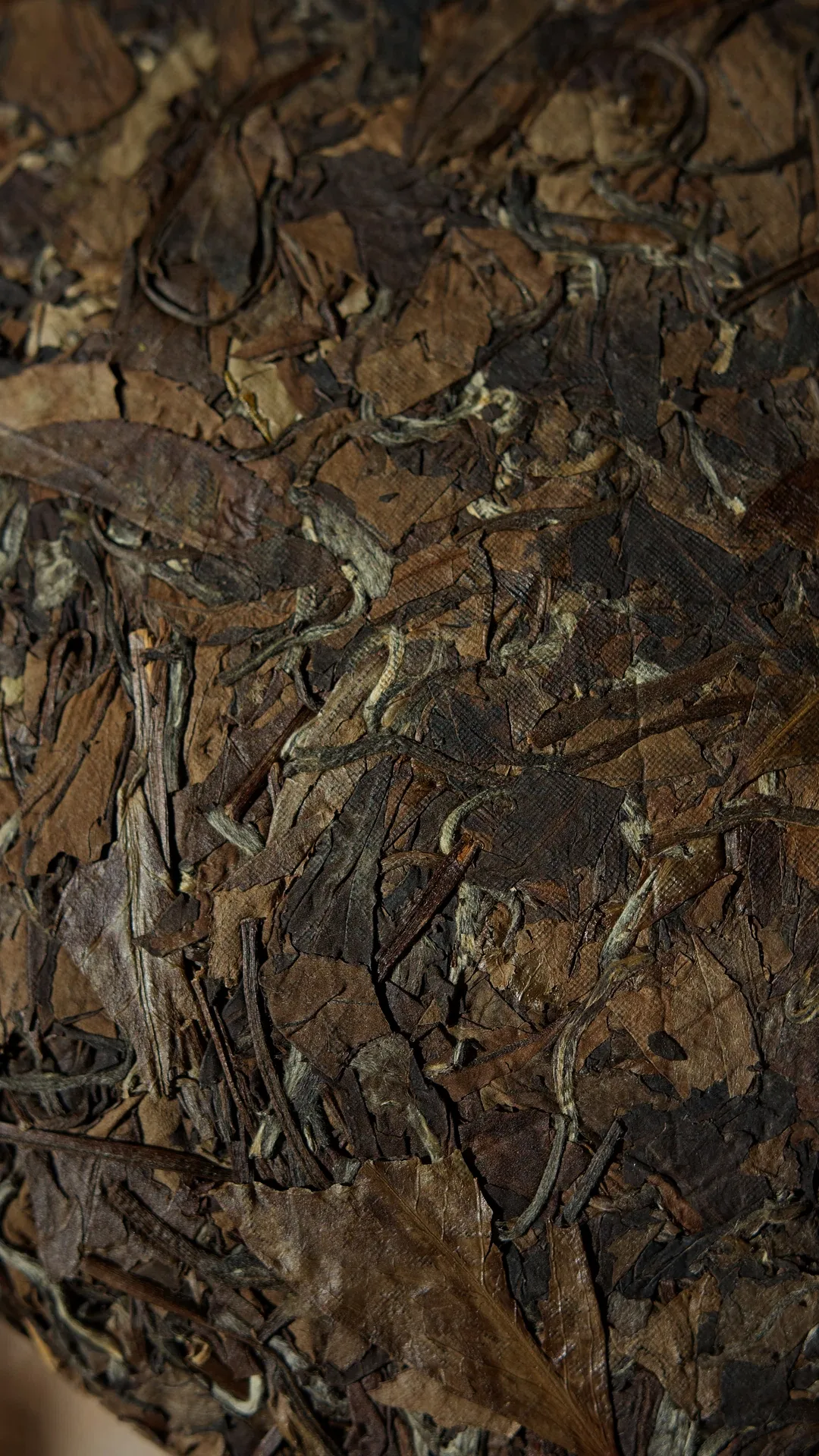 Шоу Мей «Благословення», 2013